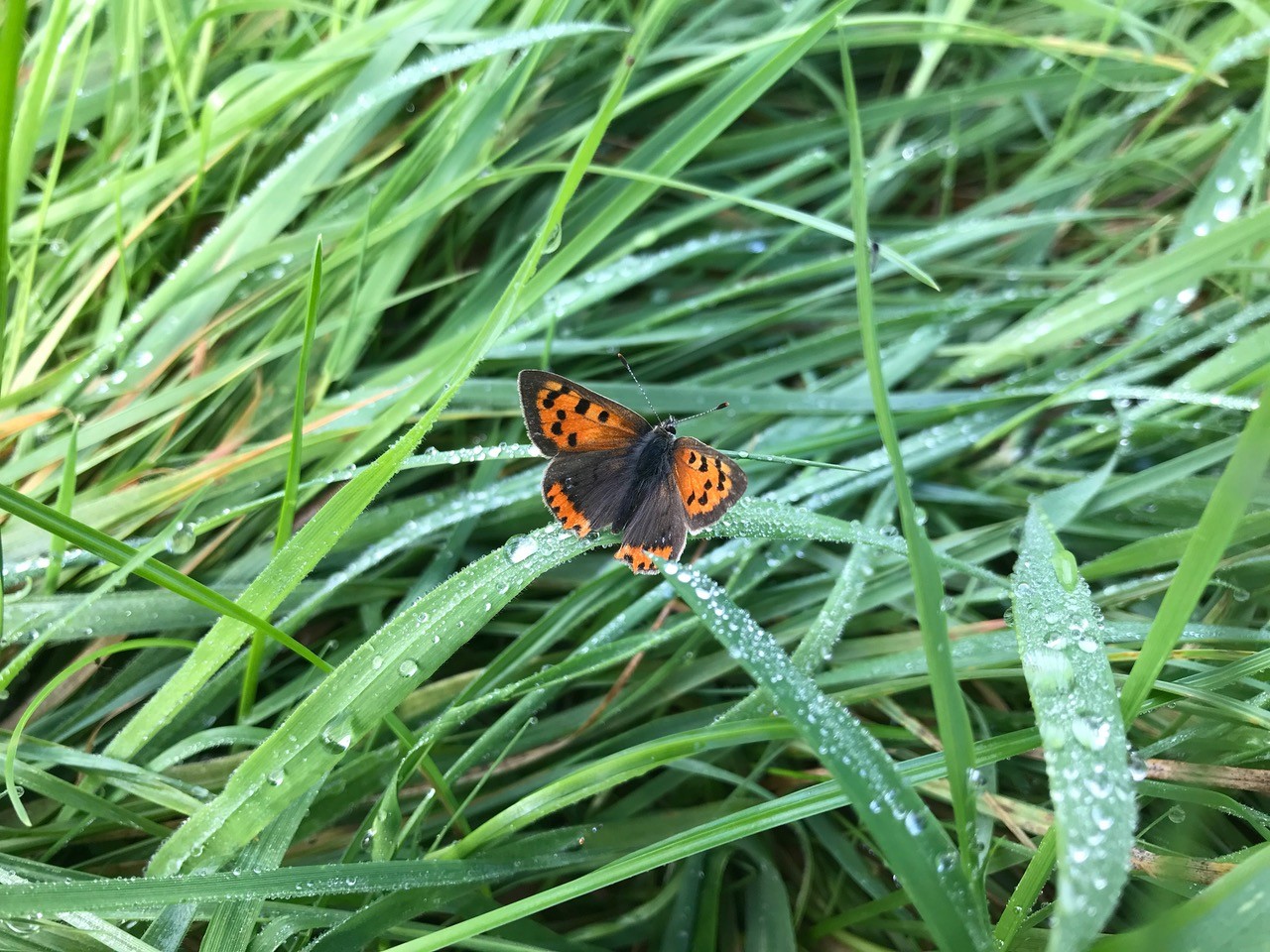 small copper at Shirehall Moor