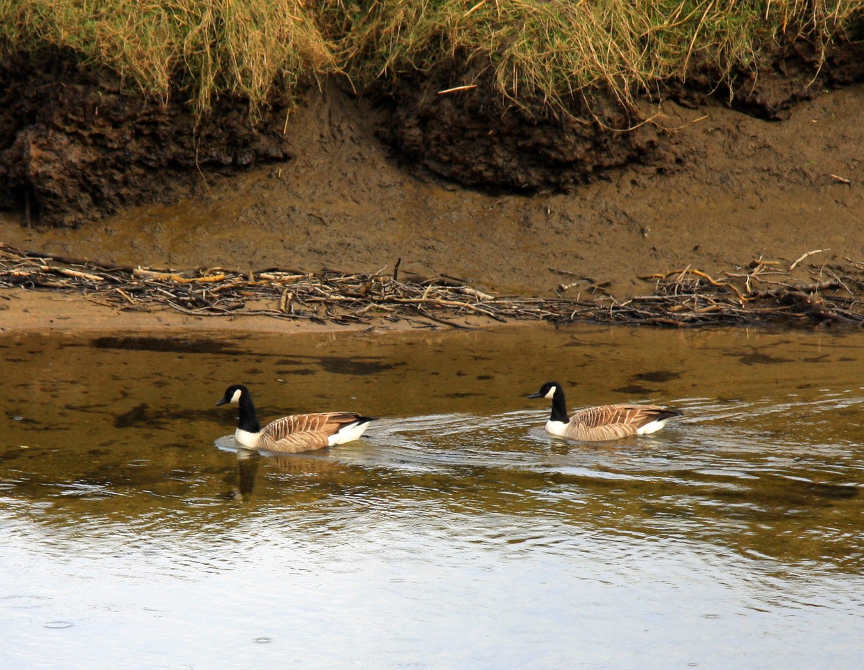 Canada Geese at Shirehall Moor