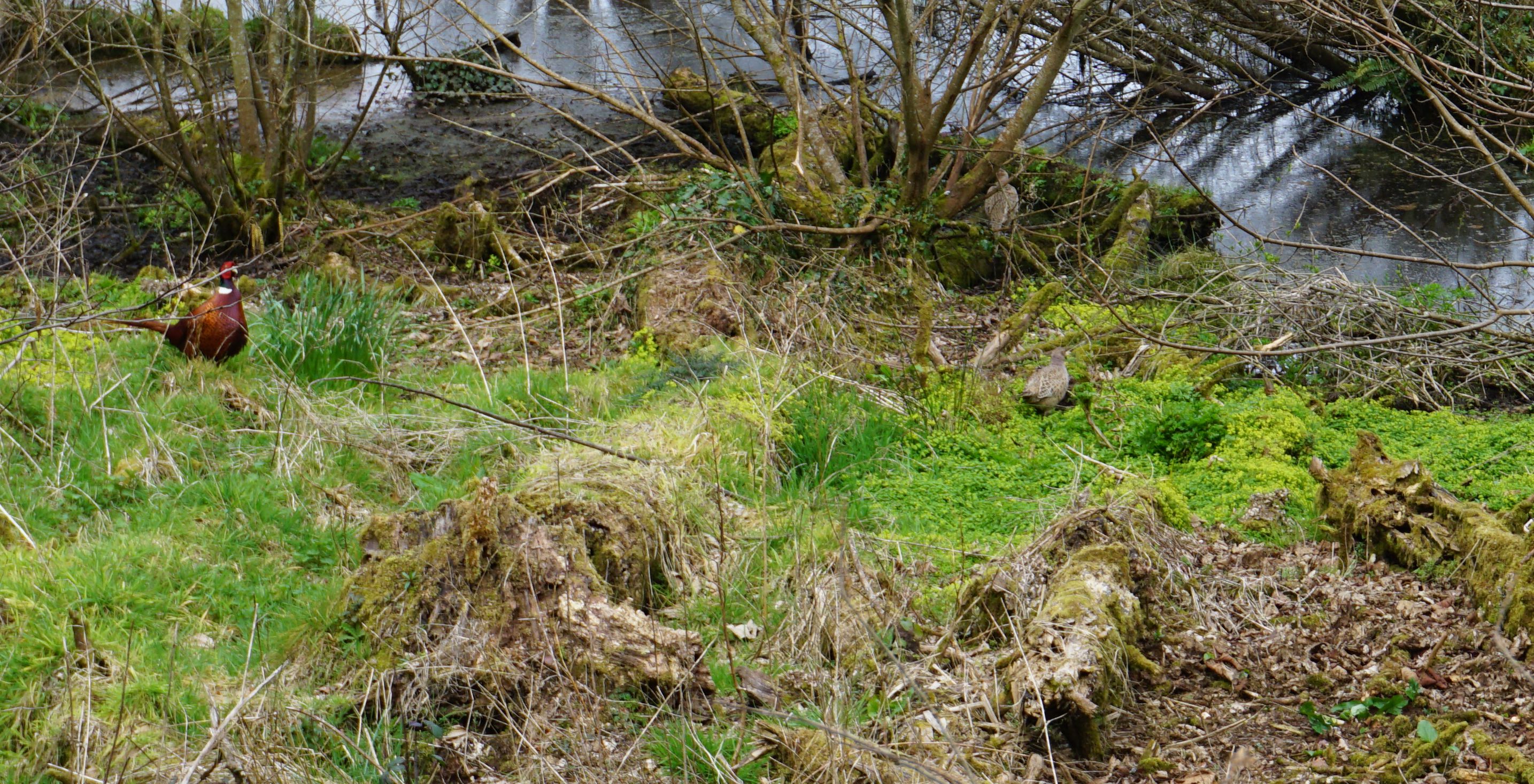 Lostwithiel by Second Island Park