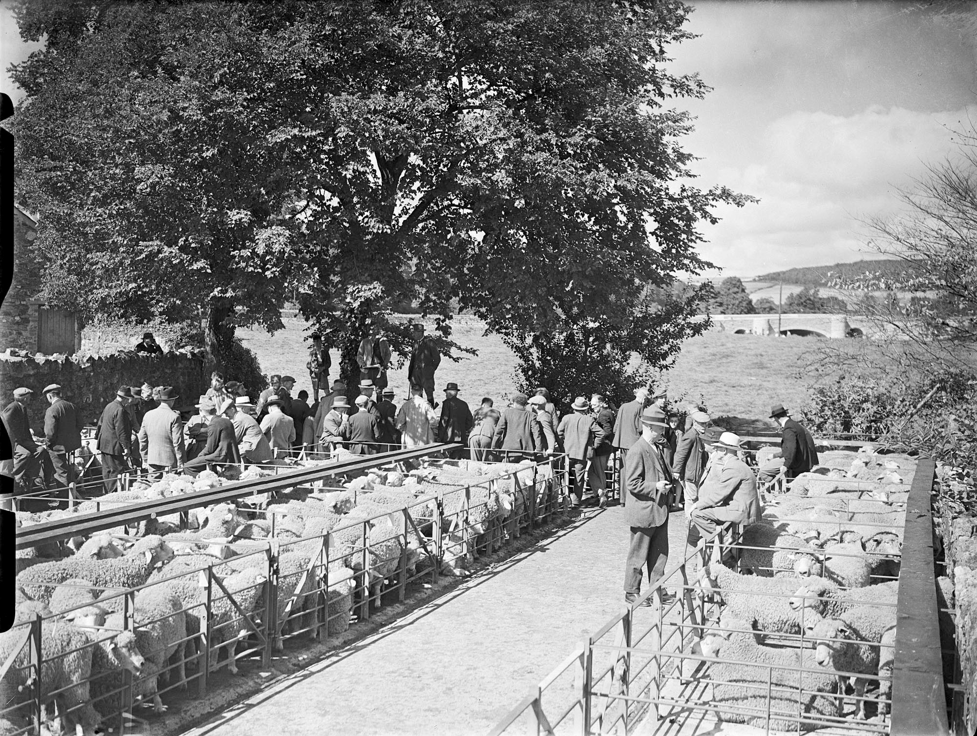 Lostwithiel market sheep pens